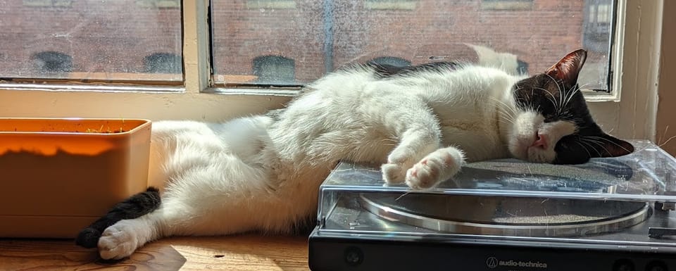Cat litter experiences