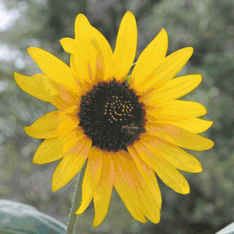 Databending a sunflower